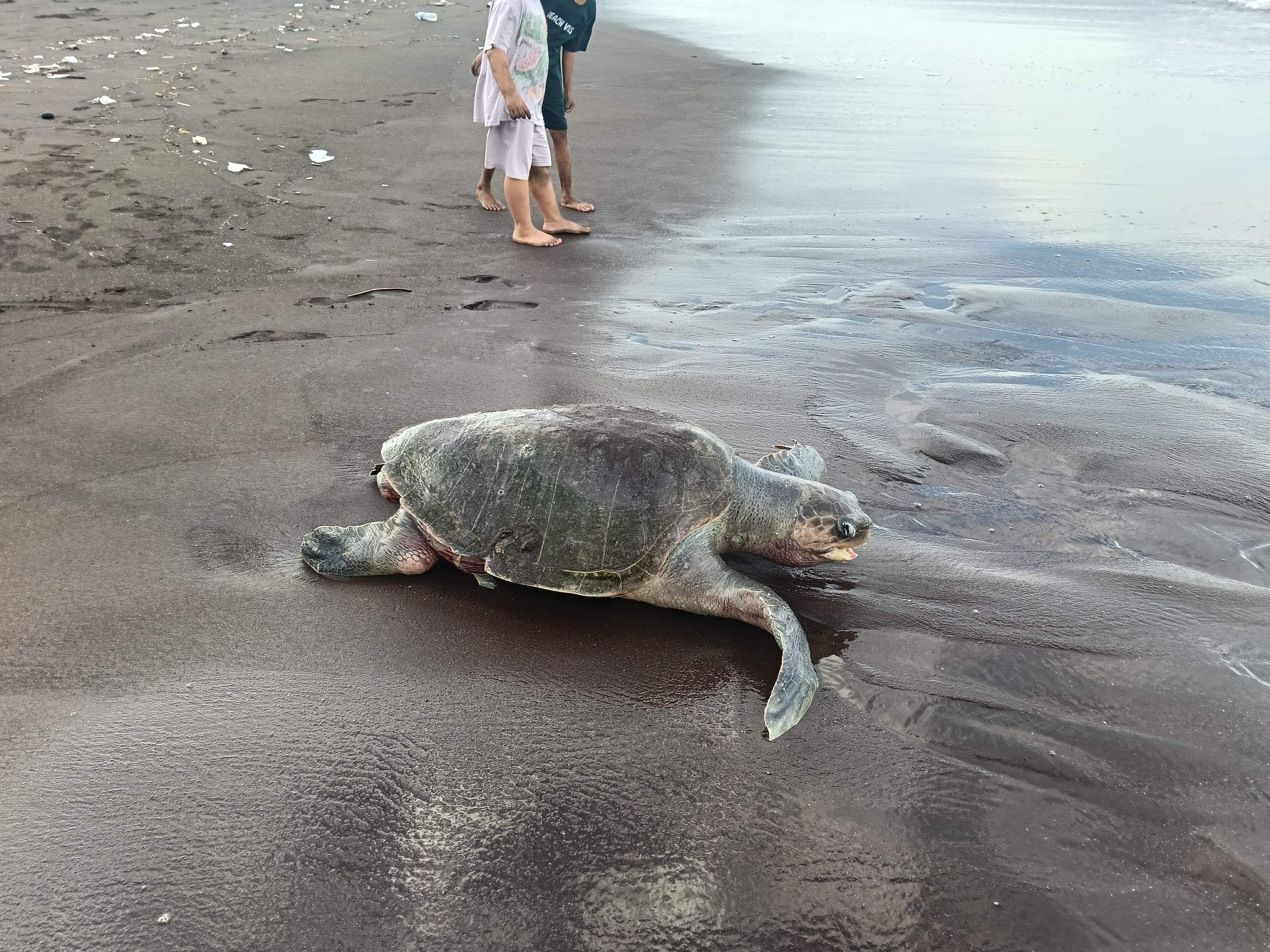Langka!!! Seekor Penyu Hijau Terdampar di Pesisir Desa Sukojati